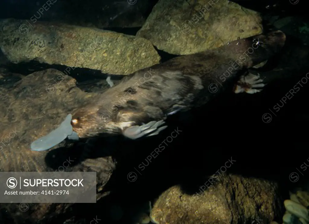 platypus or duck-billed platypus ornithorhynchus anatinus swimming. tasmania. 
