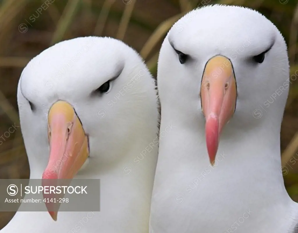 black-browed albatross thalassarche melanophris pair on nest falkland islands