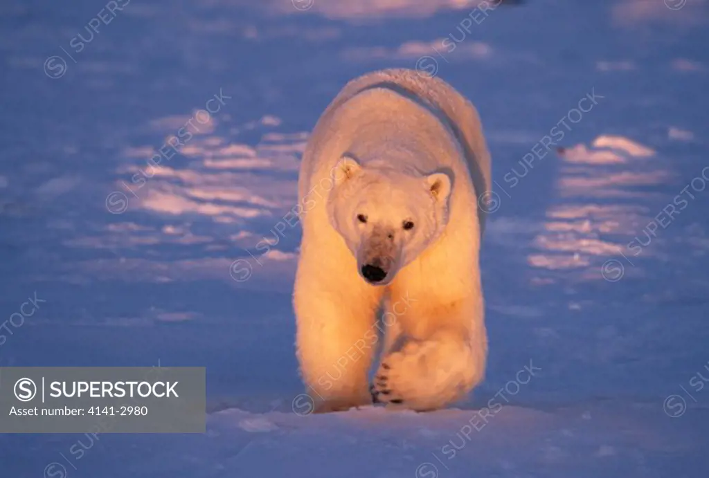polar bear ursus maritimus hudson bay, manitoba, canada