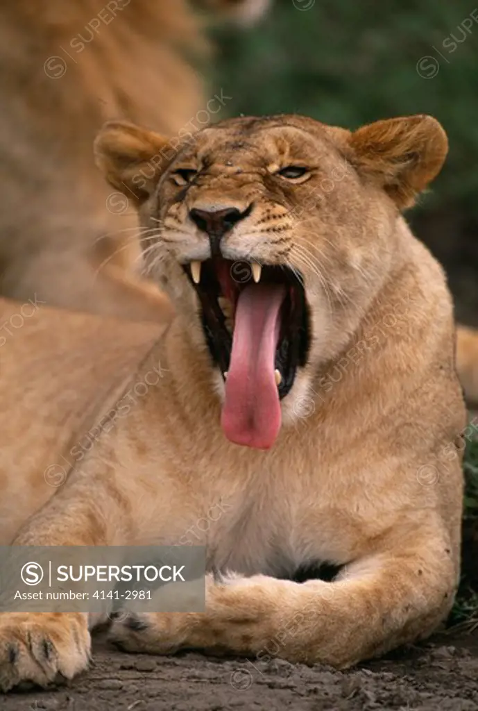 african lion female yawning panthera leo serengeti national park, tanzania.