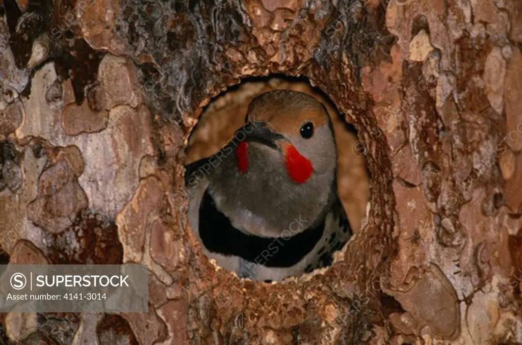 northern flicker colaptes auratus in nest hole in ponderosa pine, icicle creek, washington, usa