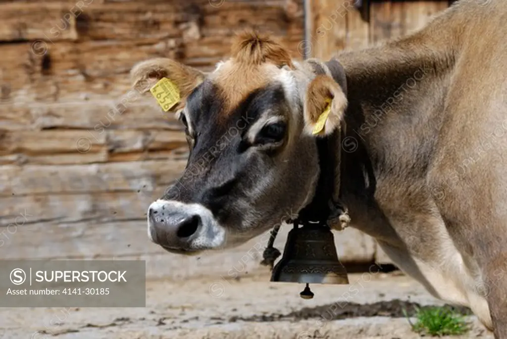 alpine cow bos primigenius taurus with cow bell bernese oberland switzerland