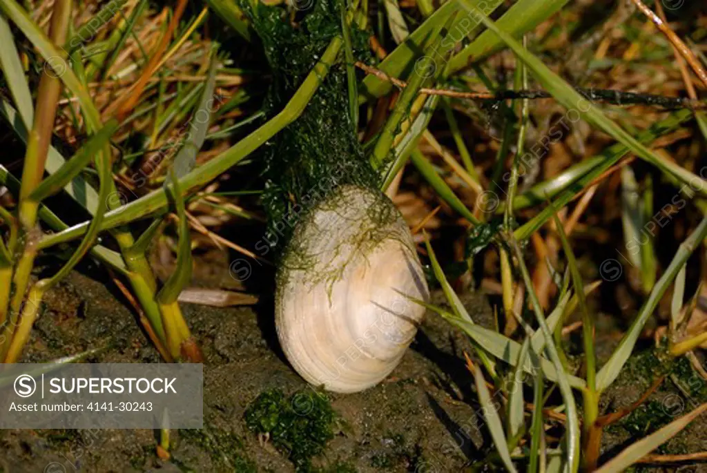peppery furrow shell scrobicularia plana essex 