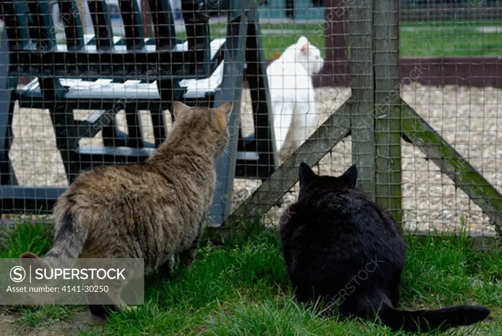 cats felis catus watching cat outside cattery cat rescue essex, uk