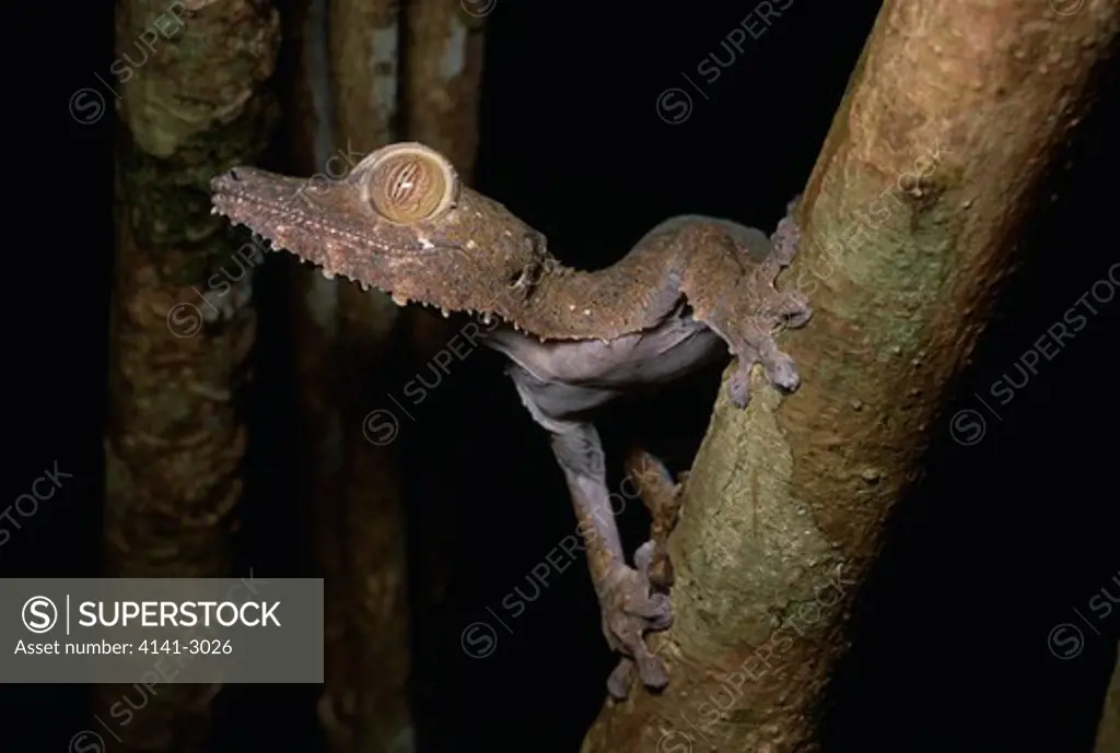 leaf-tailed gecko uroplatus fimbriatus nosy mangabe reserve, madagascar 