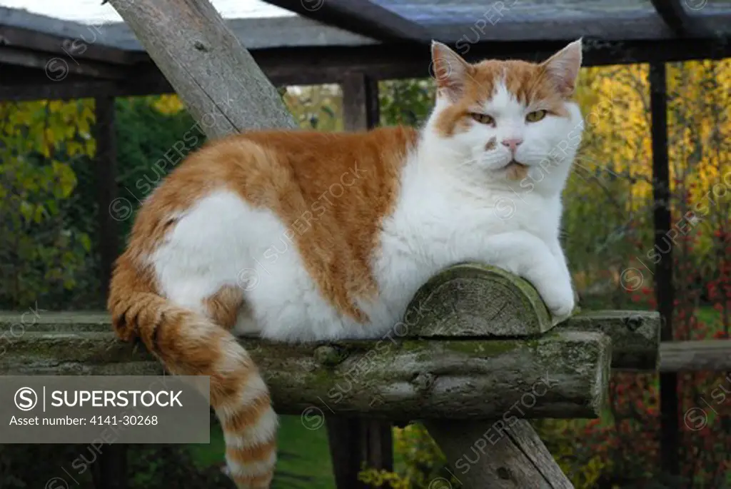 domestic cat felis catus on climbing frame in cattery, cat rescue, essex, uk