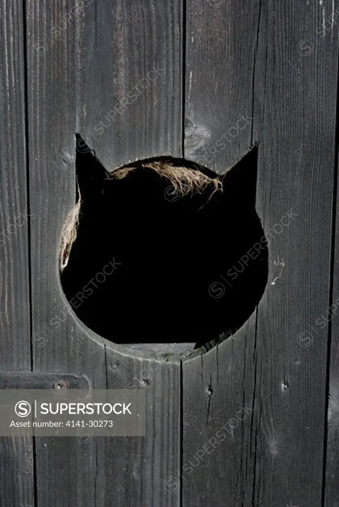 cat hole in gate, with cat fur wivenhoe essex, uk