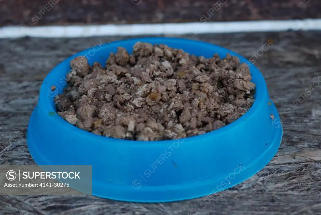 bowl of cat meat, essex, uk