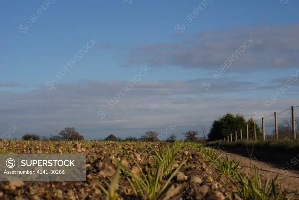 ploughed field, wivenhoe essex