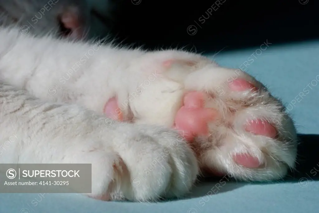 domestic cat felis catus paws essex 