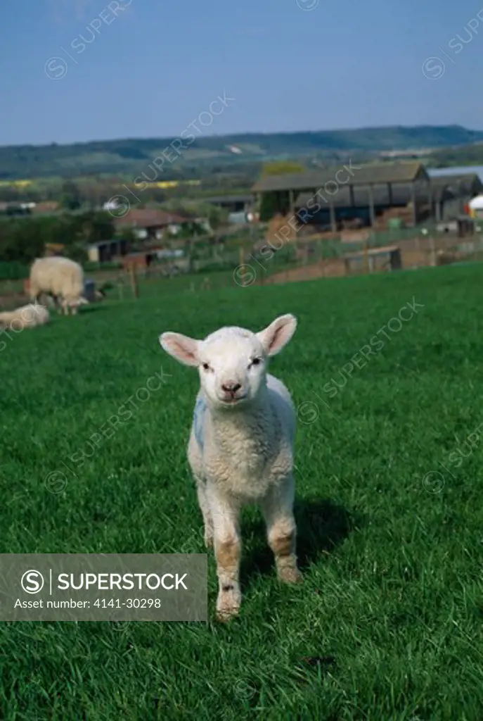texel x romney lamb in april wrotham, kent, south eastern england 