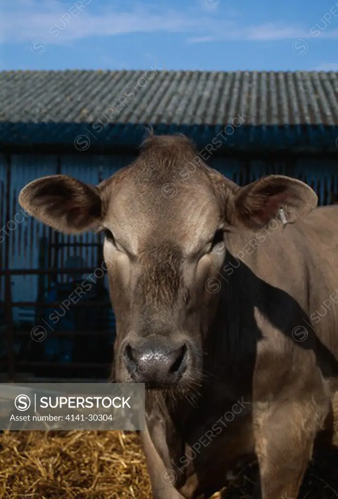 friesian x charolais hybrid cow, wrotham, kent, uk