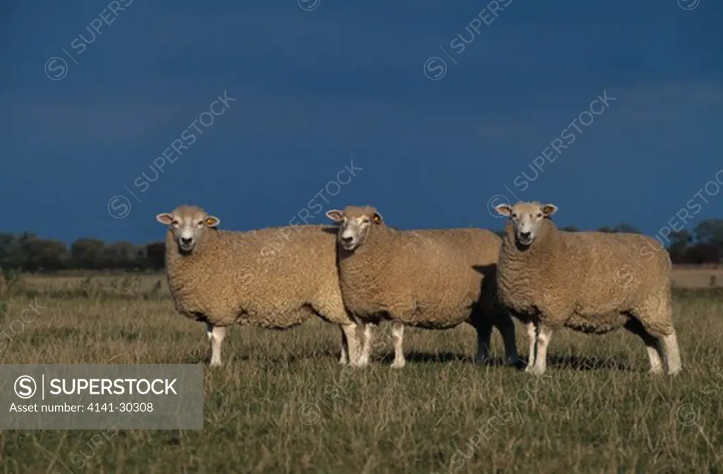romney ewes, three in line romney marsh, kent, south east england 