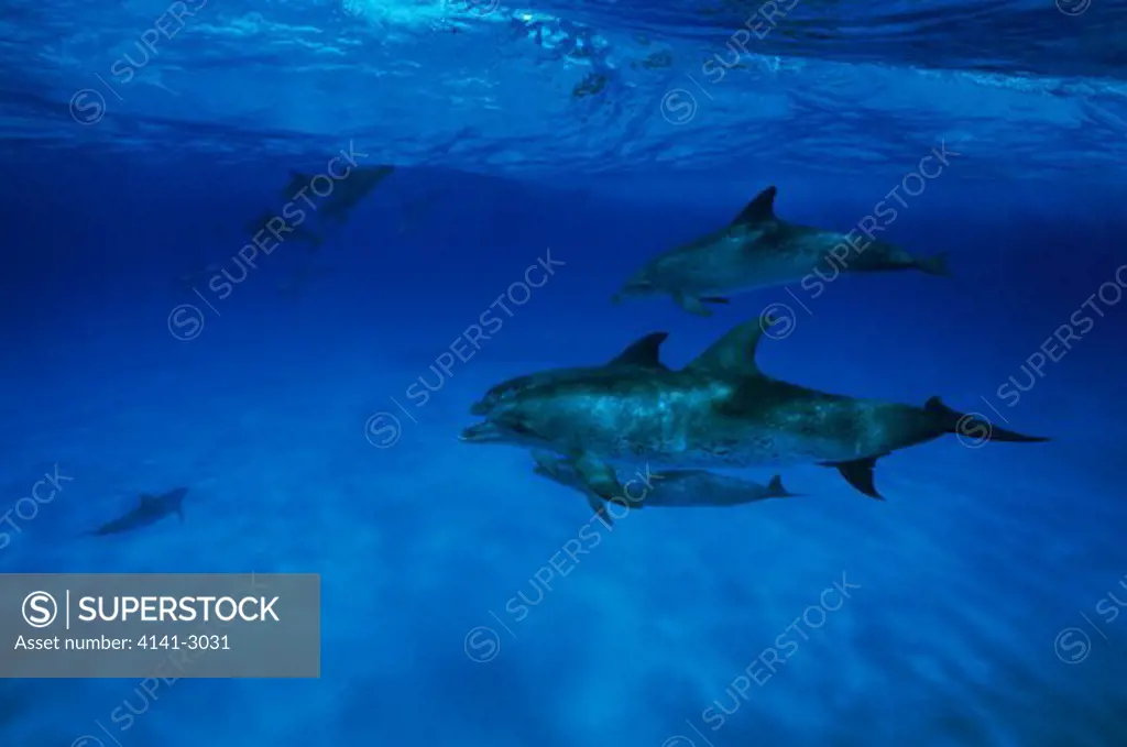 atlantic spotted dolphin group stenella frontalis underwater, grand bahamas banks, caribbean.