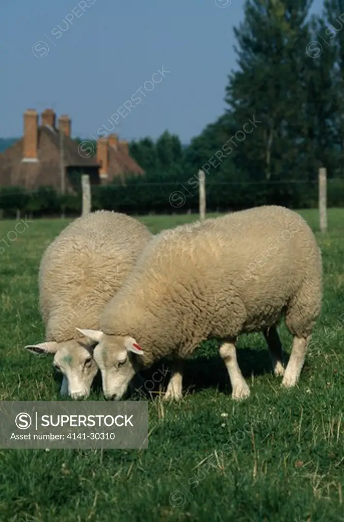 lleyn lambs grazing ovis aries selling, kent, england. august 