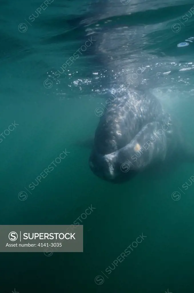 grey whale calf underwater, eschrichtius robustus near surface. san ignatio lagoon, baja california, mexico. march.