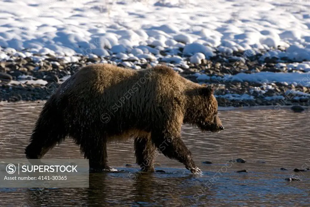 grizzly bear searching for chum salmon along fishing branch river. (ursus arctos). early winter. fishing branch national park. yukon territory. canada.