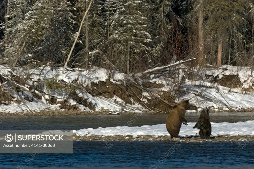 north american grizzly bear (ursus arctos) sow and cub both standing on gravel bar of fishing branch river. early winter. fishing branch national park. yukon territory. canada. 
