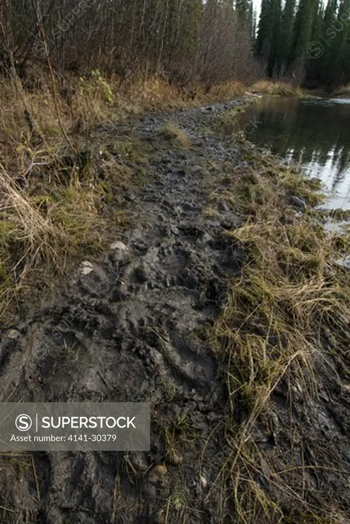 muddy trail along river used by grizzly bears, covered in bear tracks. fishing branch river. yukon territory. canada.