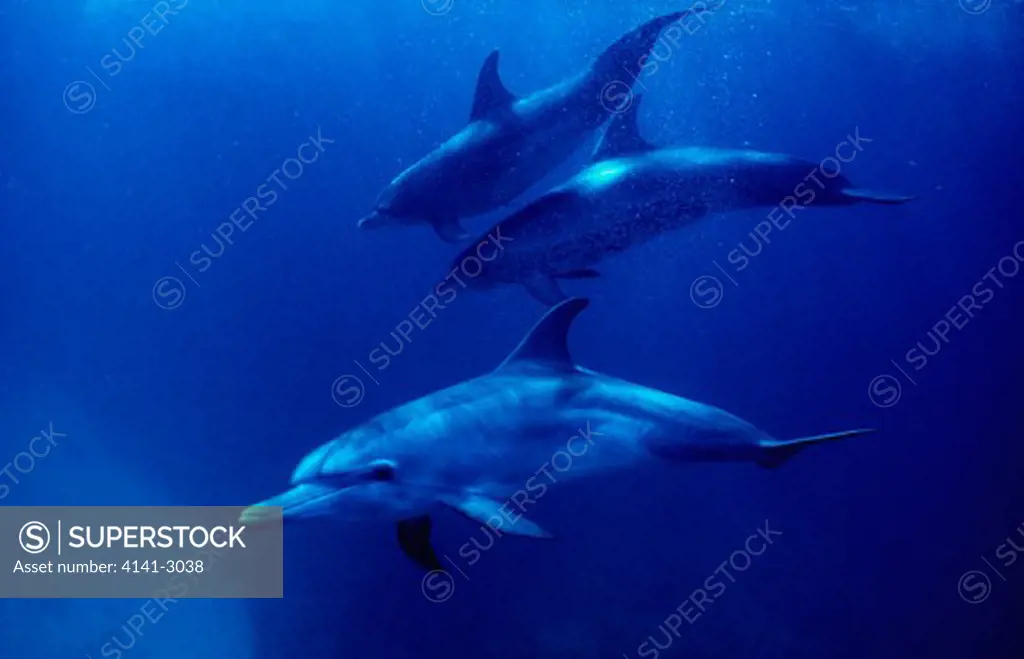 spotted dolphins calf & adults stenella frontalis underwater (only adults are spotted). grand bahamas bank, caribbean sea.