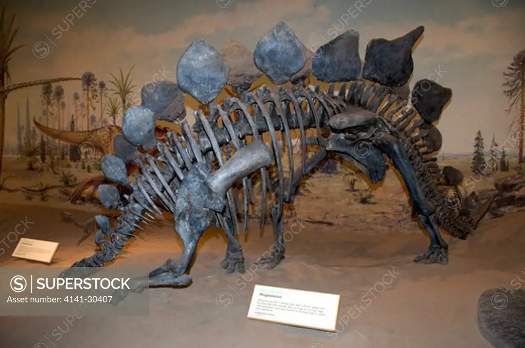 skeleton of stegosaurus armatus. stegosaurus is a genus of stegosaurid armoured dinosaur from the late jurassic period in what is now western north america. due to its distinctive tail spikes and plates, stegosaurus is one of the most recognizable dinosaurs, along with tyrannosaurus, triceratops, and apatosaurus. they lived some 155 to 145 million years ago. a large, heavily built, herbivorous quadruped, stegosaurus had a distinctive and unusual posture, with a heavily arched back, short forelim