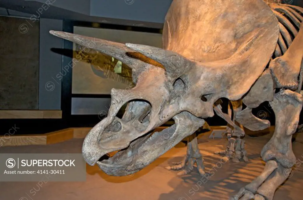 triceratops horridus skeleton. triceratops is an extinct genus of herbivorous ceratopsid dinosaur which lived during the late maastrichtian stage of the late cretaceous period, around 68 to 65 million years ago in what is now north america. bearing a large bony frill and three horns on its large four-legged body, triceratops is one of the most recognizable of all dinosaurs. royal tyrrell museum, alta, canada