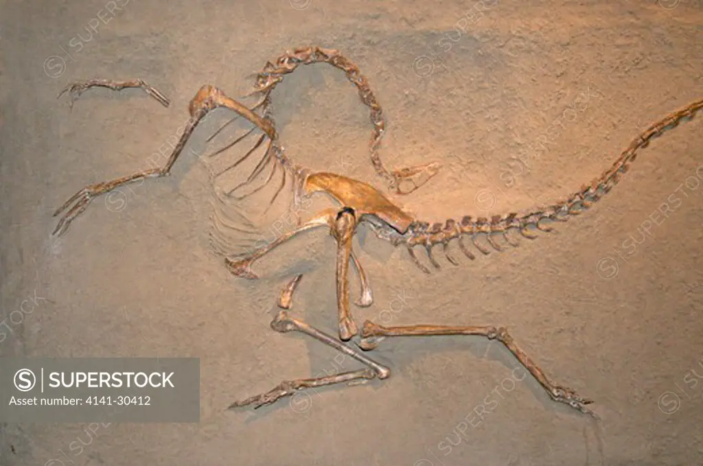 skeleton cast of struthiomimus altus. this is one of the most complete of an ornithomimid, or bird-like dinosaur. the original is on display in new york city and was collected in dinosaur provincial park. the striking pose results from the drying out of ligaments and muscles along the backbone after death. as they dry they pull the head back and the tail forward. royal tyrrell museum, drumheller, alta, canada