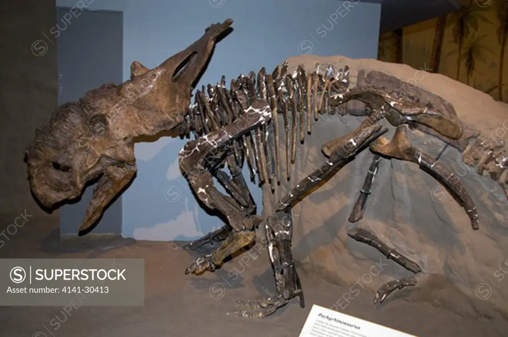 skeleton of pachyrhinosaurus dinosaur. pachyrhinosaurus (meaning thick-nosed reptile ) is a genus of ceratopsid dinosaur from the late cretaceous period of north america. instead of horns, the skull bears massive, flattened bosses, the largest being over the nose. these were probably used in butting and shoving matches, as in musk oxen. a single pair of horns grew from the frill and extended upwards. it appears that that both the shape and size of the frill was highly individualized. pachyrhinos
