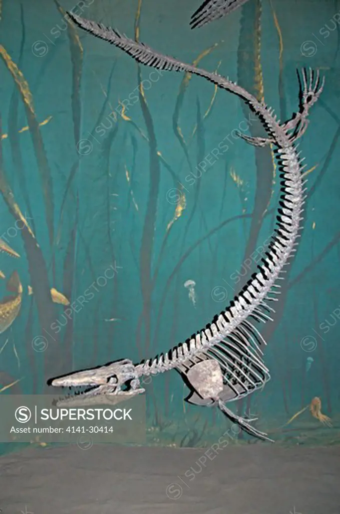 skeleton of long-necked plesiosaur (thalassomedon haningtoni) plesiosaurs were carnivorous aquatic (mostly marine) reptiles. after their discovery, they were somewhat fancifully said to have resembled a snake threaded through the shell of a turtle , although they had no shell. plesiosaurs appeared at the start of the jurassic period and thrived until the end of the cretaceous period. while they were mesozoic reptiles that lived at the same time as dinosaurs, they were not dinosaurs. royal tyrrel