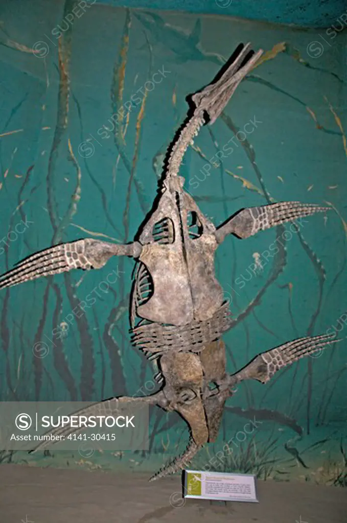 skeleton of short-necked plesiosaur (trinacromerum bonneri). plesiosaurs were carnivorous aquatic (mostly marine) reptiles. the common name 'plesiosaur' is applied both to the 'true' plesiosaurs (suborder plesiosauroidea) which includes both long-necked (elasmosaurs) and short-necked (polycotylid) forms. the pliosaurs were the short-necked, large-headed plesiosaurians that were the apex predators for much of the mesozoic. plesiosaurs appeared at the start of the jurassic period and thrived until