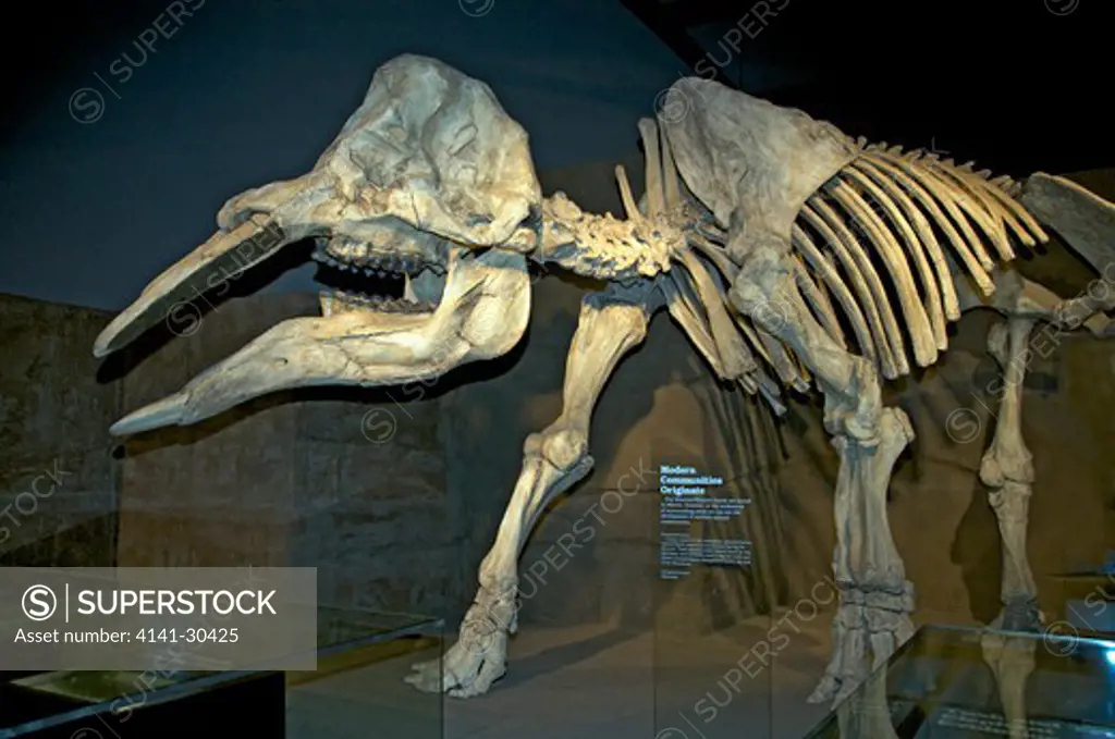 gomphotherium, closely related to mastodons disappeared before the end of the pleistocene. the 3 m (10 ft) tall creature, also known as trilophodon or tetrabelodon, resembled a modern elephant but had four tusks instead of two: two on the upper jaw and two on the elongated lower jaw. the lower ones are parallel and shaped like a shovel and were probably used as such. unlike modern elephants, the upper tusks were covered by a layer of enamel. these animals probably lived in swamps or near lakes, 