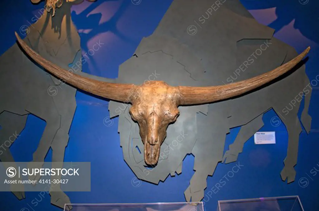 skull of giant bison (bison latifrons) bison latifrons is an extinct species of bison that lived in north america during the pleistocene. also known as the giant bison, or ice age bison it reached a shoulder height of 2.5 meters (8.5 feet), and had horns that spanned over 2 meters (6.5 feet), more than three times the size of today's buffalo. this skull was found in idaho. royal tyrrel museum, alta, canada.