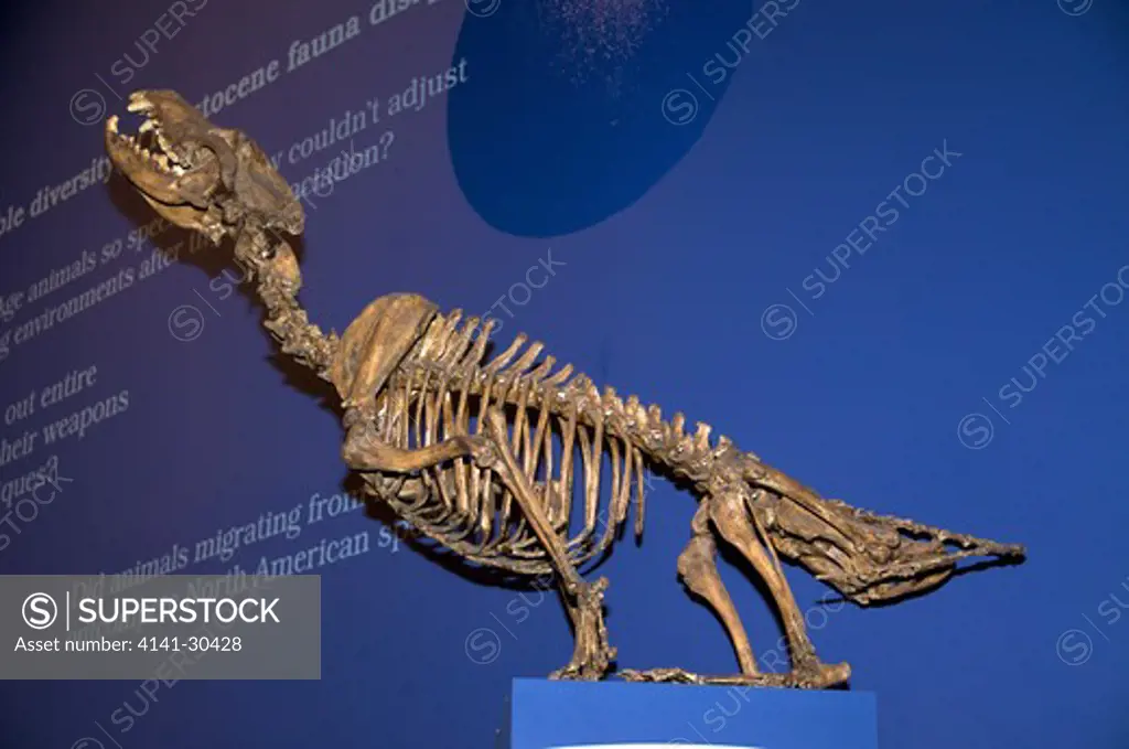 skeleton of dire wolf (canis dirus). the dire wolf is an extinct carnivorous mammal of the genus canis, and was most common in north america and south america during the pleistocene. although it was closely related to the grey wolf. unlike the grey wolf, which is of eurasian origin, the dire wolf evolved on the north american continent, along with the coyote. the dire wolf co-existed with the grey wolf in north america for about 100,000 years. approximately 10,000 years ago, the dire wolf became