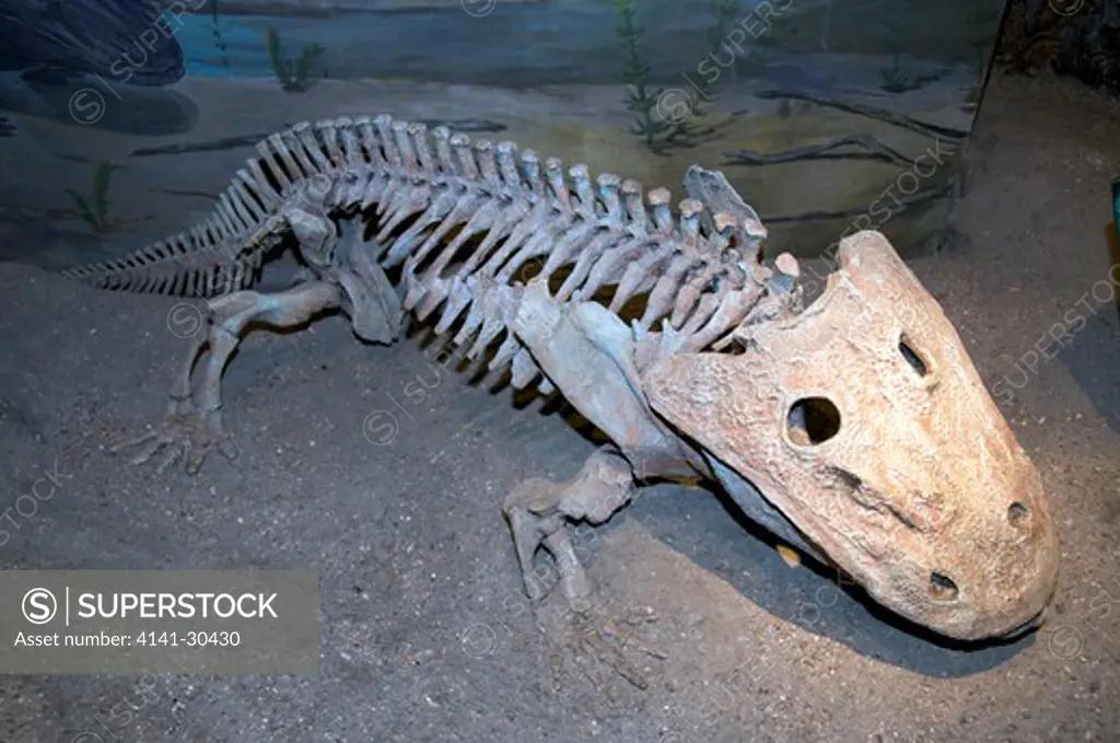 skeleton of eryops. early permian from texas. eryops meaning drawn-out face because most of its skull was in front of its eyes is a genus of extinct, semi-aquatic amphibian found primarily in the lower permian-aged admiral formation (about 295 million years ago) of archer county, texas. eryops averaged a little over 1.5-2.0 meters (5-6 ft) long, making it one of the largest land animals of its time. it weighed about 90 kilograms (200 lb). eryops is an example of an animal that made successful ad