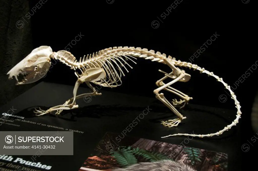 opossum skeleton (didelphis virgintana). display at royal tyrrell museum, drumheller, alta, canada
