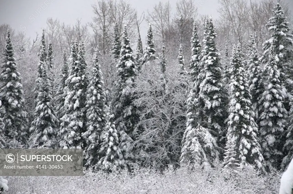 winter scene of snowy spruce or boreal forest, near thunder bay, ontario, canada