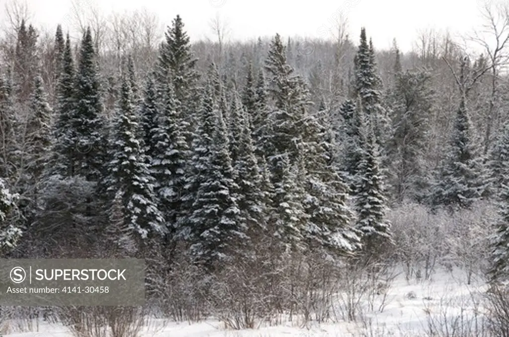 snow-covered trees in boreal forest near thunder bay, ontario, canada.
