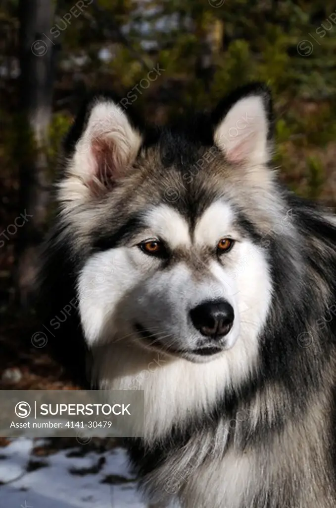 portrait of pure bred alaskan malamute dog, yukon territory, canada