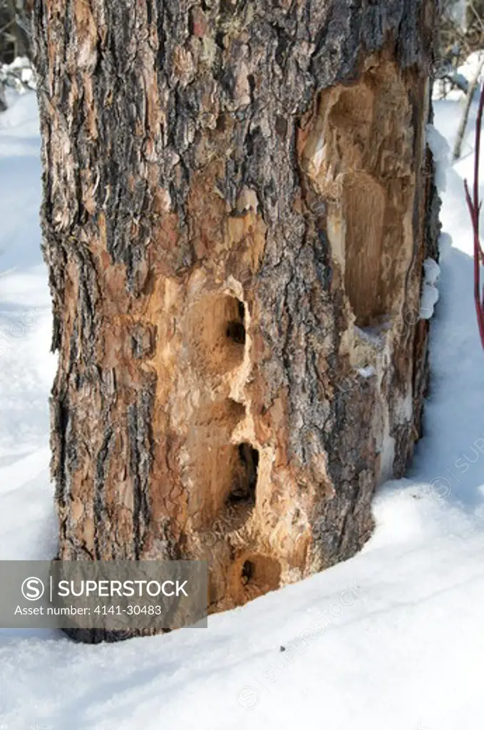 woodpecker holes in base of tree; pecking for insects in the tree. northern ontario, canada.