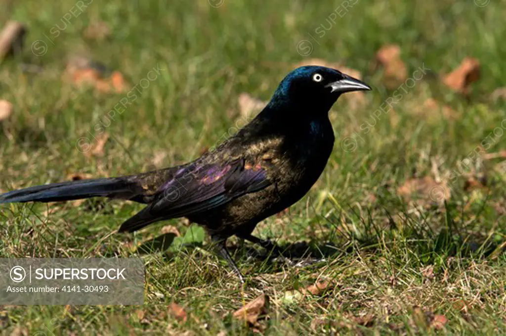 a common grackle on grassy ground (quiscalus quiscula) lake superior, ontario, canada.