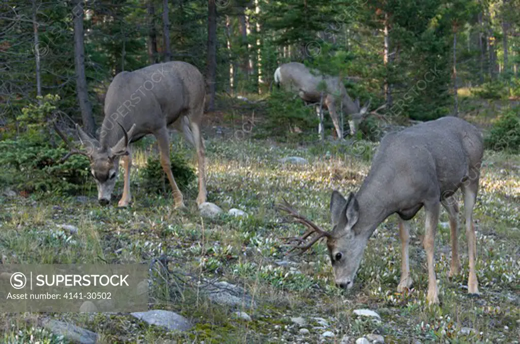 mule deer bucks feeding along edge of forest. (odocoileus hemionus). jasper national park, alberta, canada.