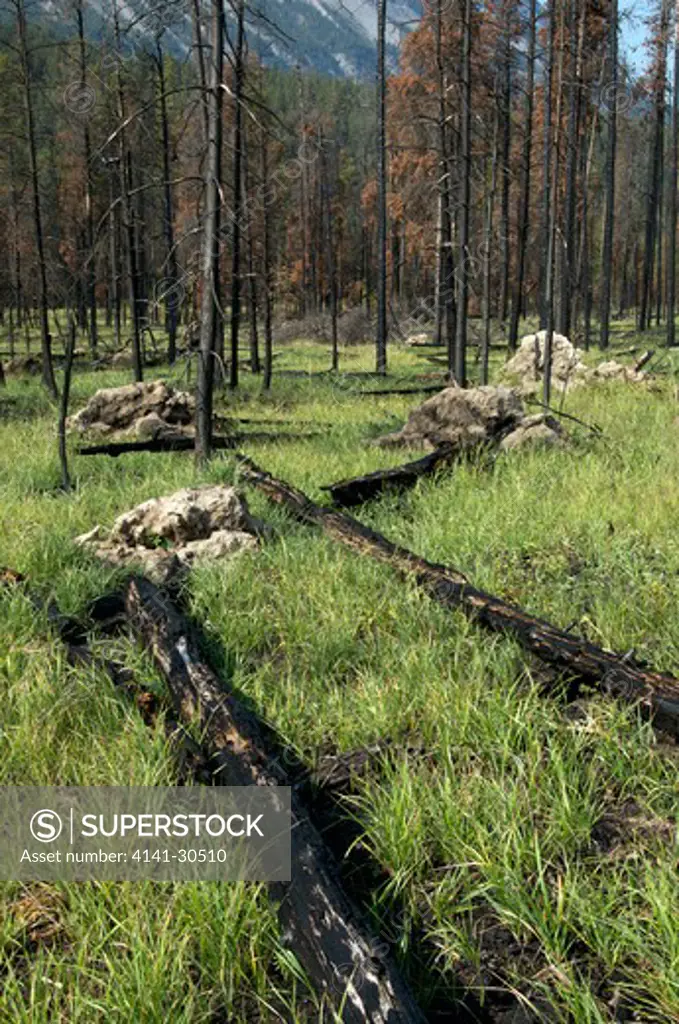 2008 forest fire aftermath, burnt pine trees, jasper national park, alberta, canada