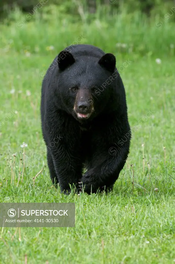 wild north american black bear (ursus americanus); adult; walking along summer grasses and forest. sleeping giant provincial park, ontario, canada