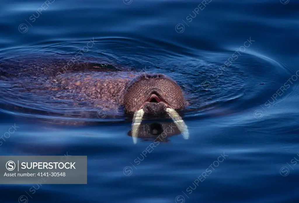 walrus odobenus rosmarus round island, alaska, usa 