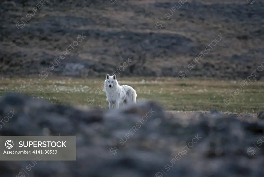 arctic or tundra wolf canis lupus mackenzii canada