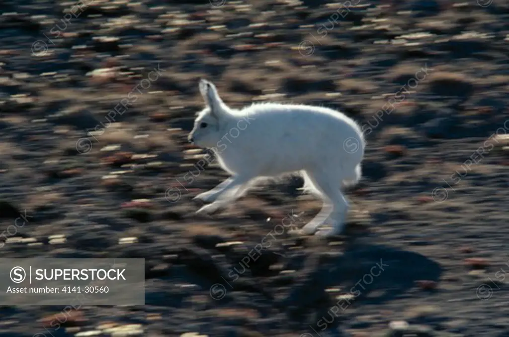 arctic hare running lepus timidus ellesmere island, canada