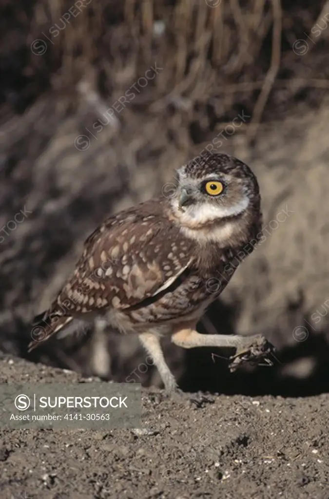 burrowing owl at nest hole athene cunicularia holding grasshopper prey (also known as speotyto cunicularia)