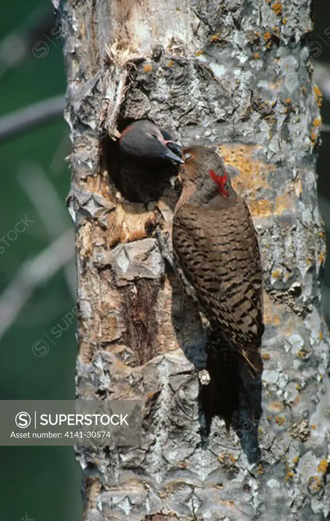 northern flicker colaptes auratus feeding young, north america 