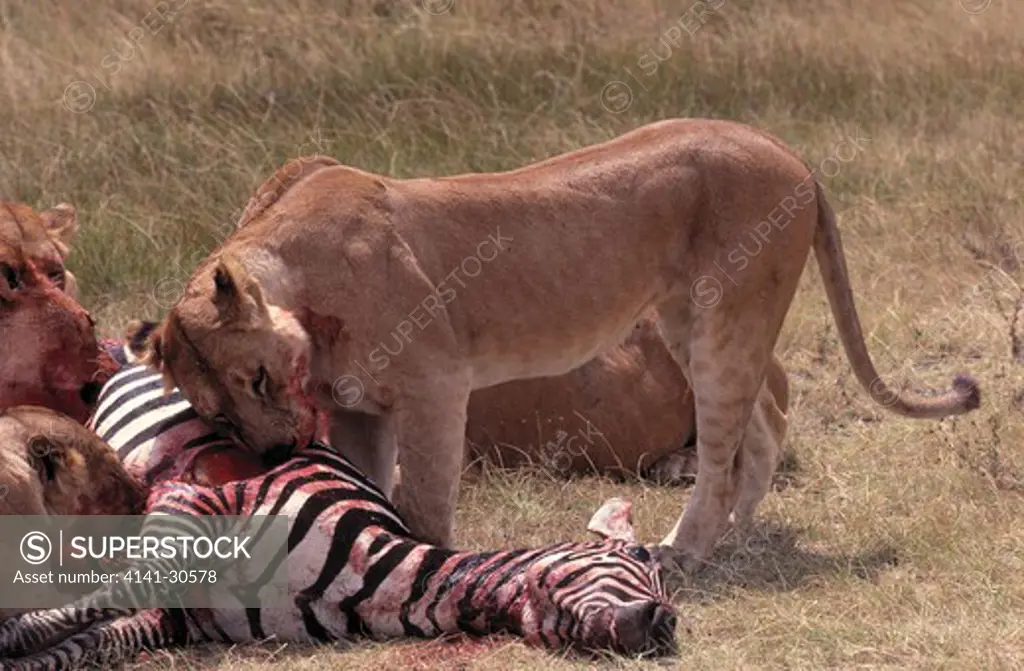 african lion panthera leo group feeding at zebra kill