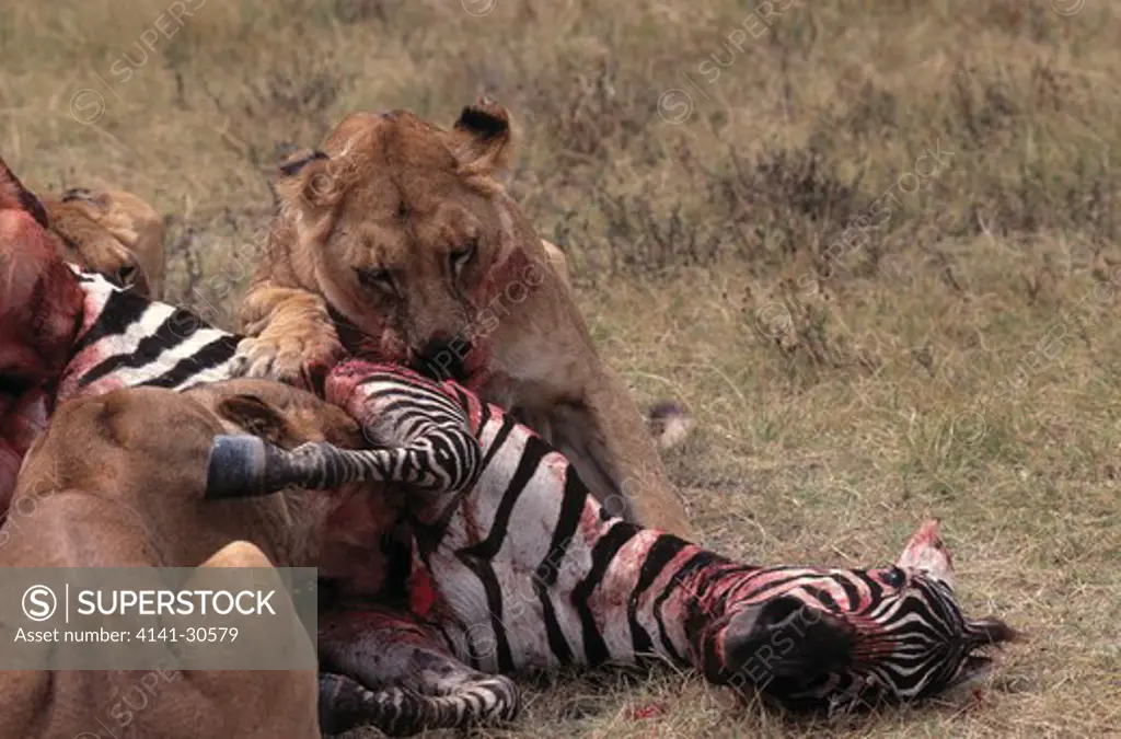 african lion panthera leo group feeding at zebra kill